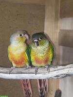 Zahme Rotschwanzsittiche zu verkaufen