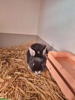 Reinrassiger Farbenzwerg Rammler