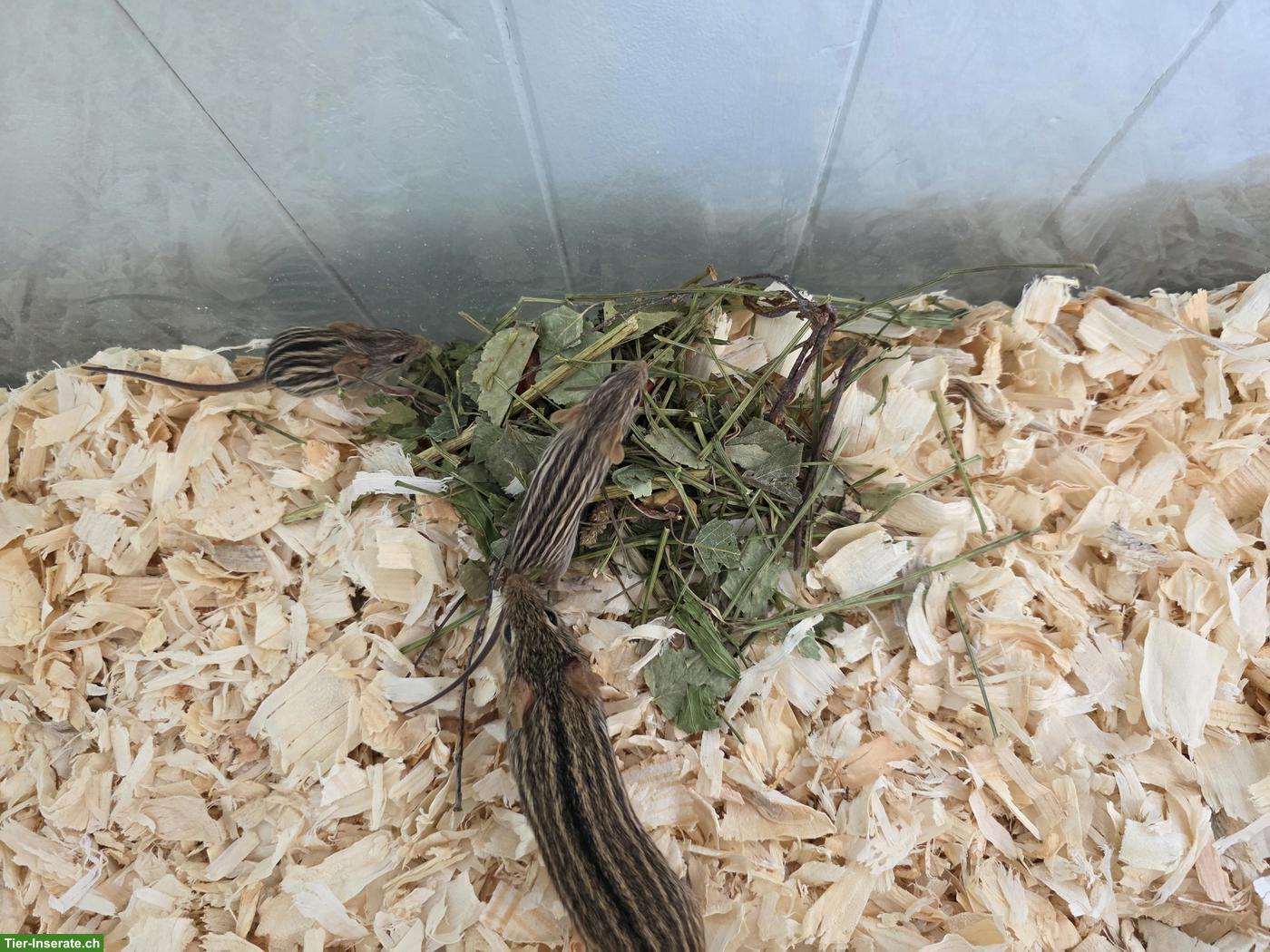 Afrikanische Streifengrasmäuse Nachwuchs, sehr zahm