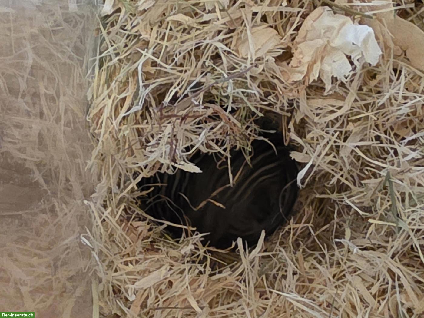 Bild 2: Afrikanische Streifengrasmäuse Nachwuchs, sehr zahm