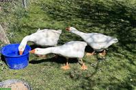 Diepholzer Gänse-Paar und Jungtiere