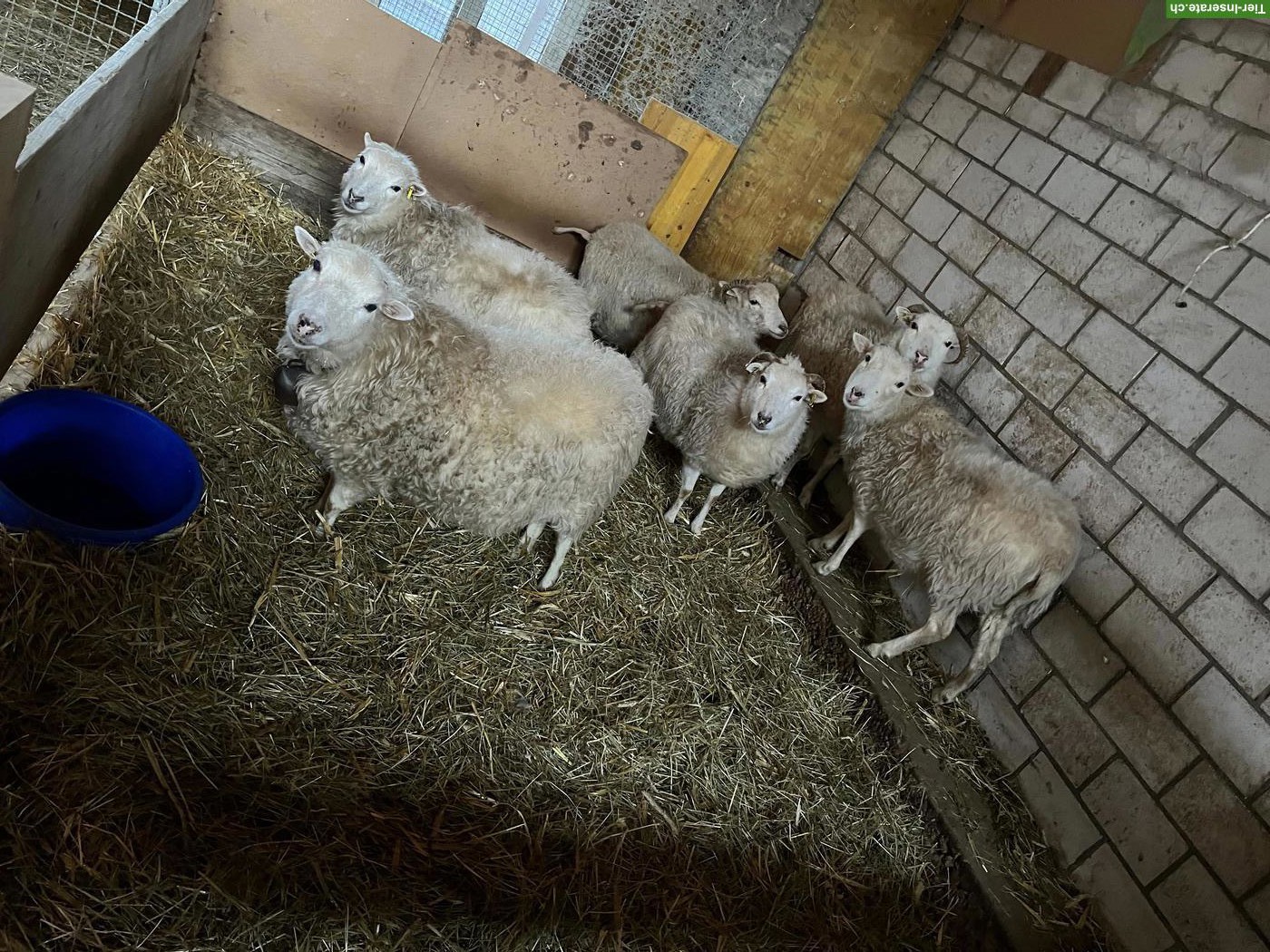 6 Skudden Auen zu verkaufen