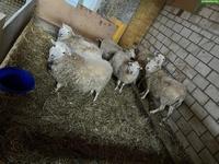 6 Skudden Auen zu verkaufen