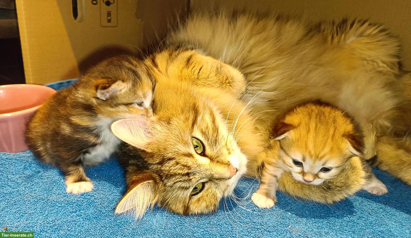 Sibirische Waldkatze Kitten, reinrassig