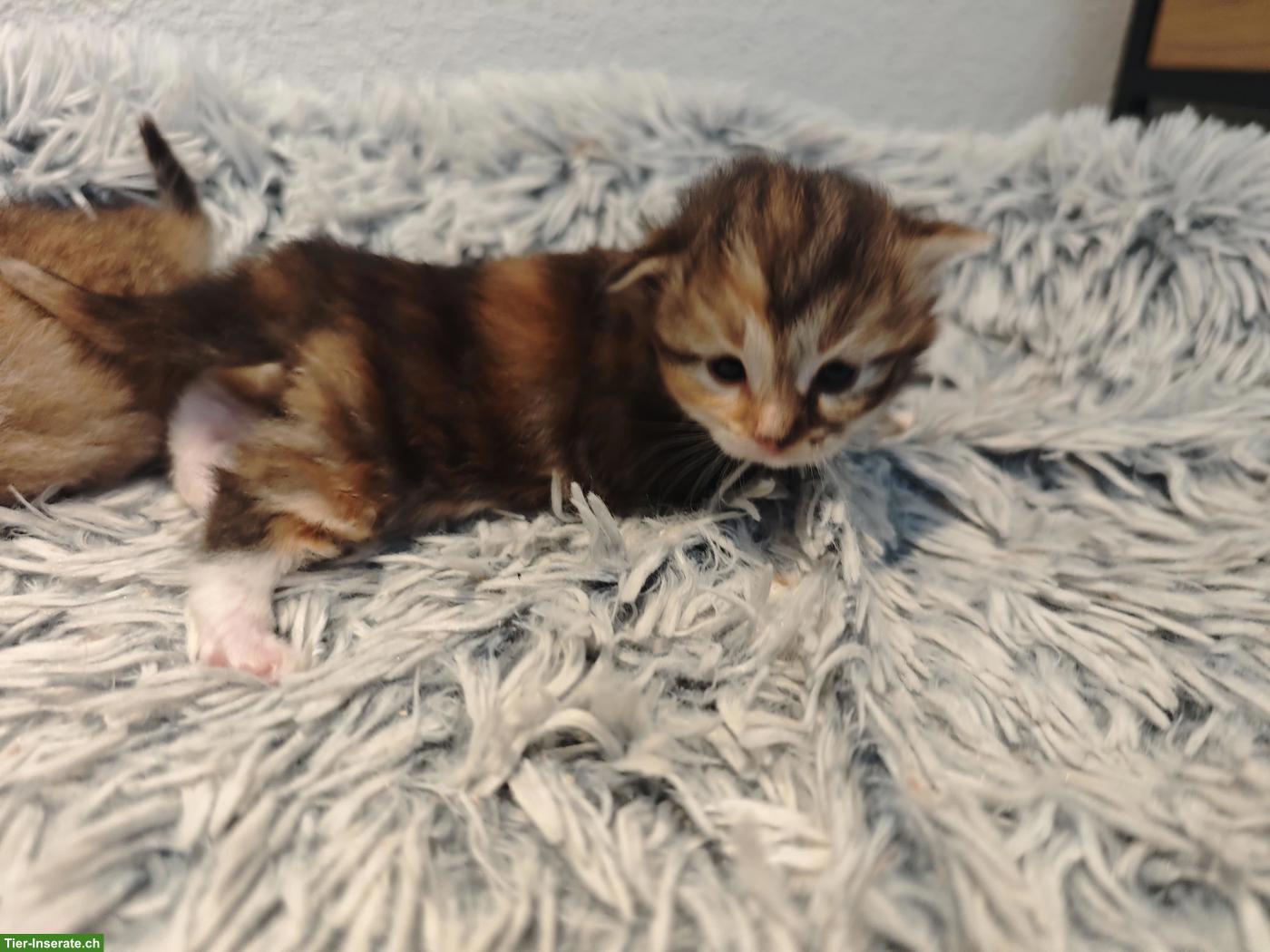 Bild 2: Sibirische Waldkatze Kitten, reinrassig