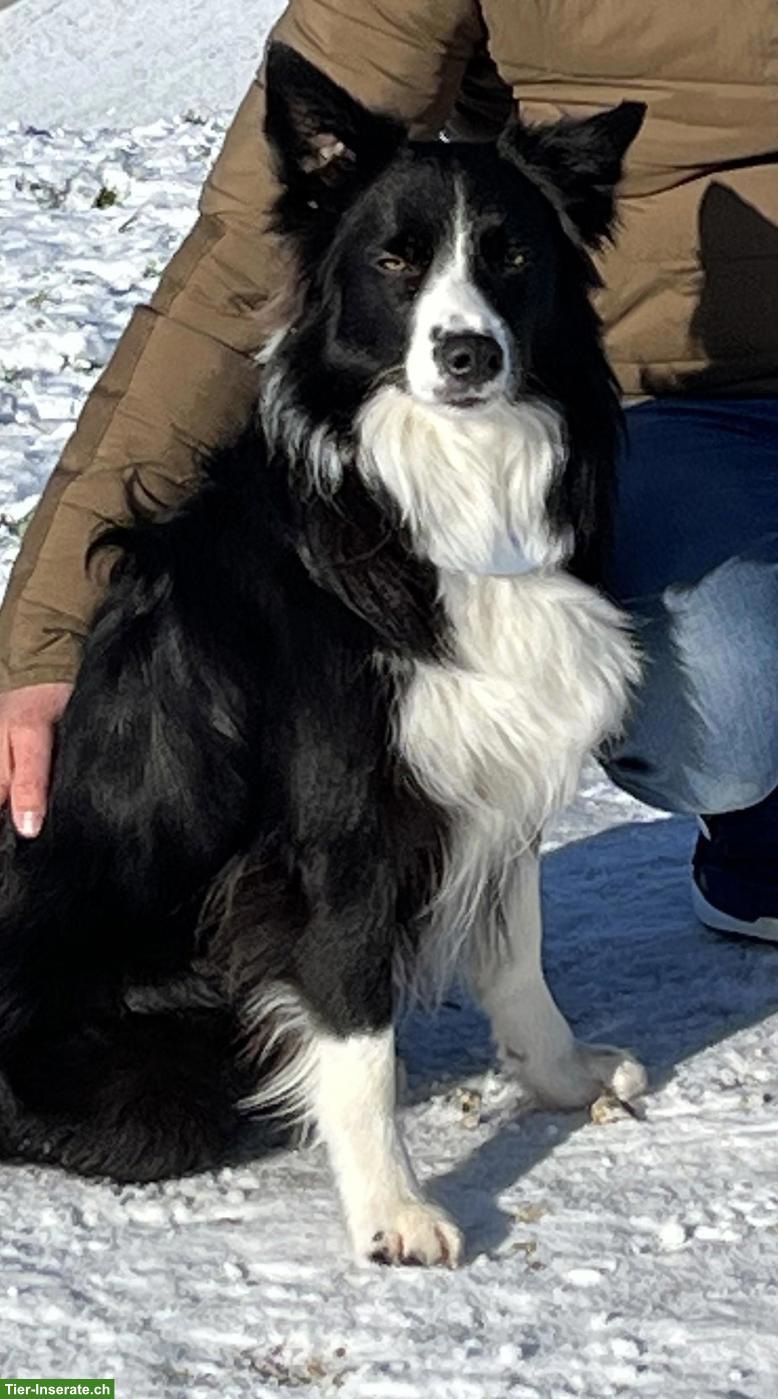 Border Collie Hündin, 5-jährig, kinderlieb