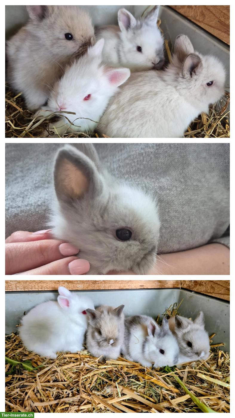 Junge Zwerghäsli / Löwenkopf Zwergkaninchen abzugeben