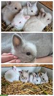 Junge Zwerghäsli / Löwenkopf Zwergkaninchen abzugeben
