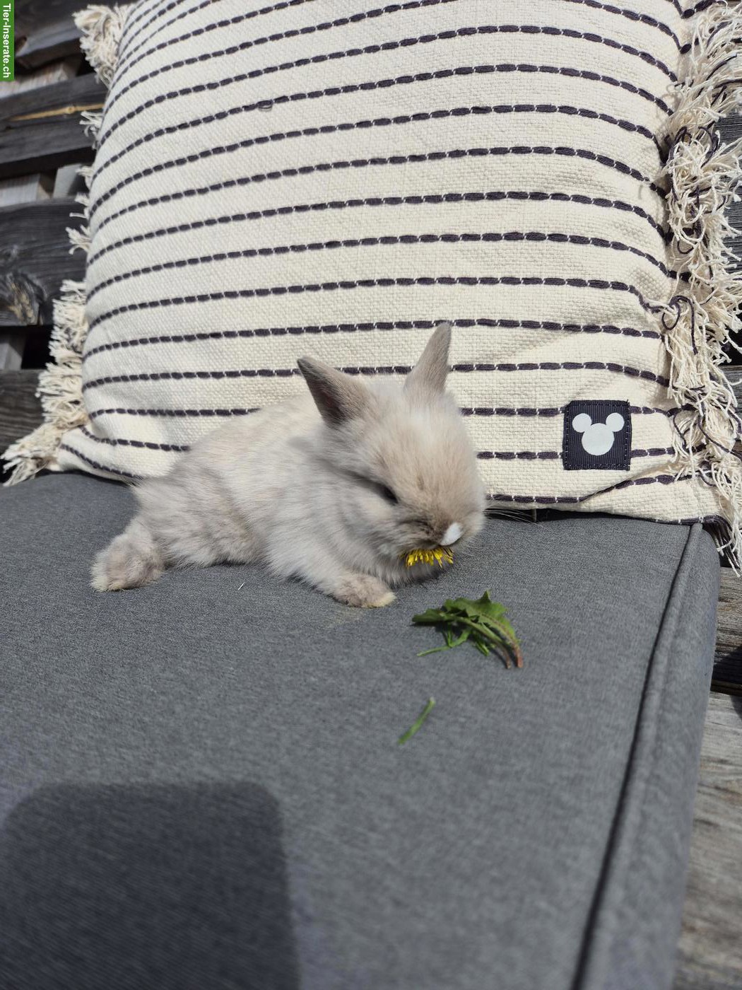 Bild 2: Junge Zwerghäsli / Löwenkopf Zwergkaninchen abzugeben