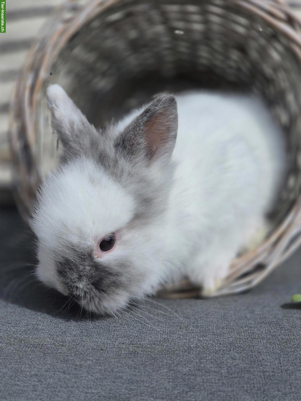 Bild 3: Junge Zwerghäsli / Löwenkopf Zwergkaninchen abzugeben