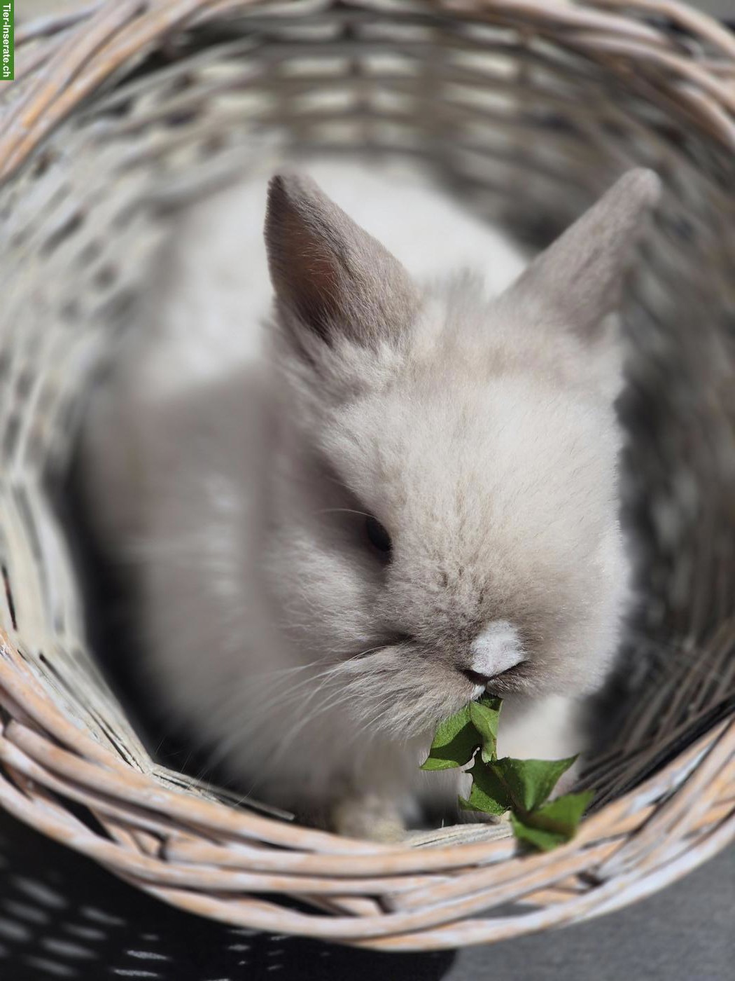 Bild 4: Junge Zwerghäsli / Löwenkopf Zwergkaninchen abzugeben