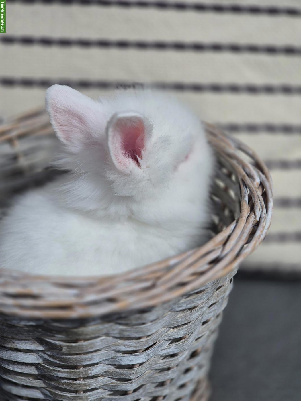 Bild 5: Junge Zwerghäsli / Löwenkopf Zwergkaninchen abzugeben