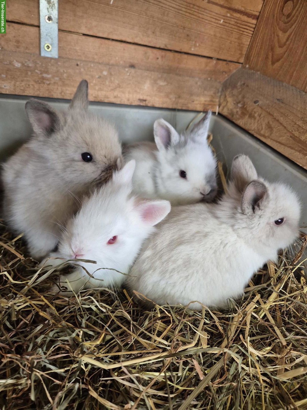 Bild 6: Junge Zwerghäsli / Löwenkopf Zwergkaninchen abzugeben