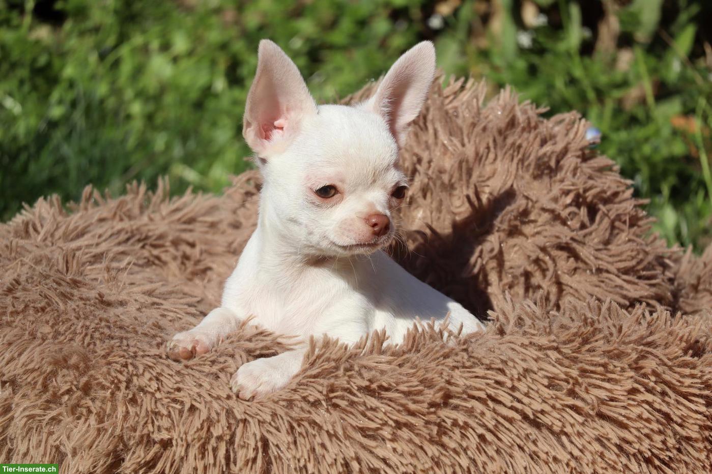 Chihuahua Welpen aus Schweizer Zucht