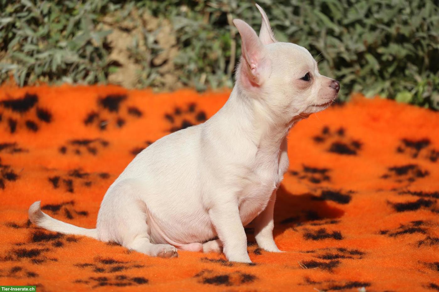 Bild 2: Chihuahua Welpen aus Schweizer Zucht