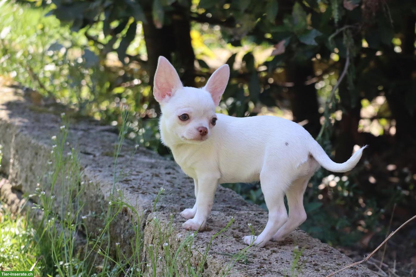 Bild 3: Chihuahua Welpen aus Schweizer Zucht