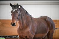 Österreichisches Warmblut Wallach, braver Allrounder