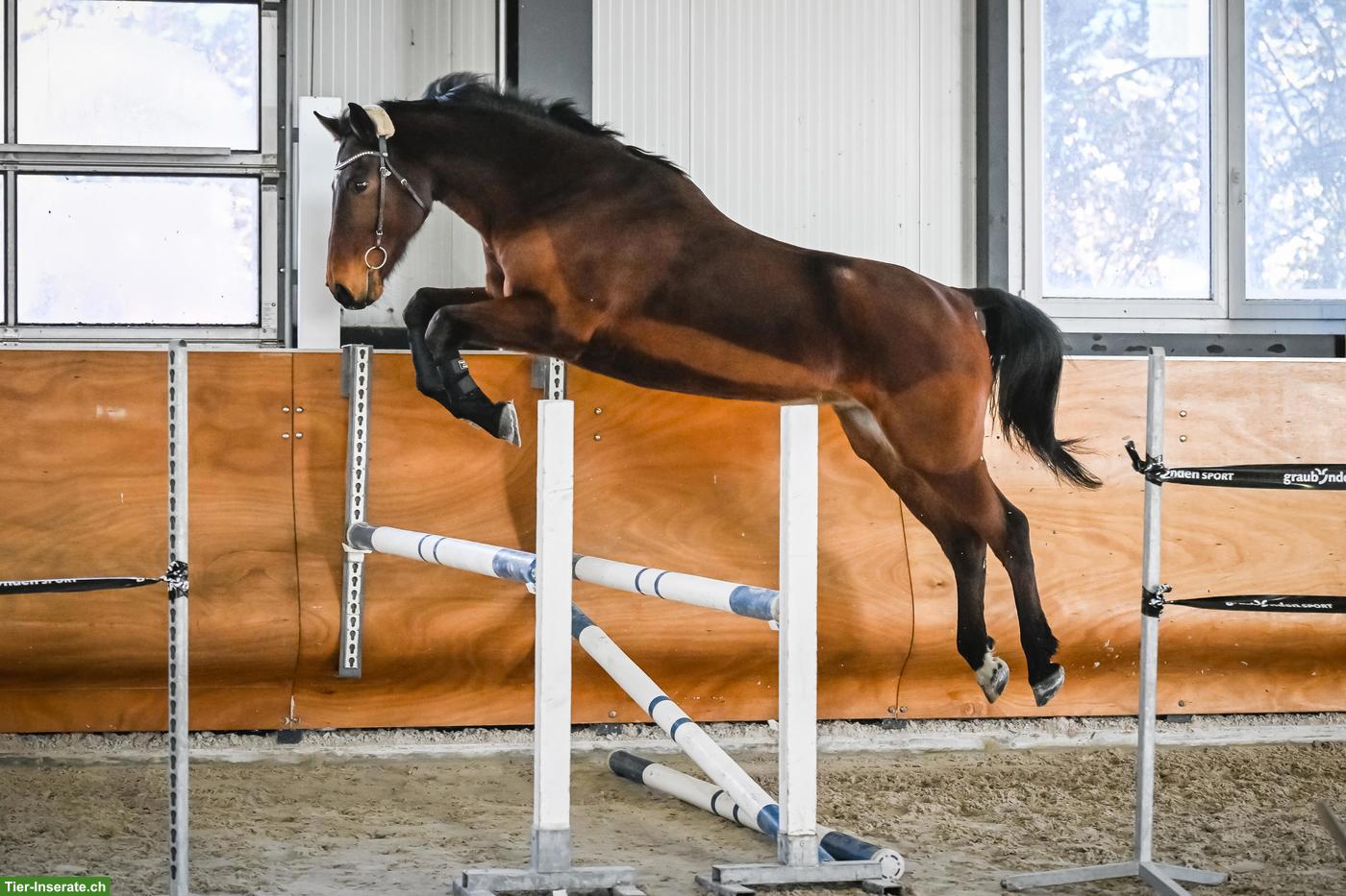 Bild 2: Österreichisches Warmblut Wallach, braver Allrounder