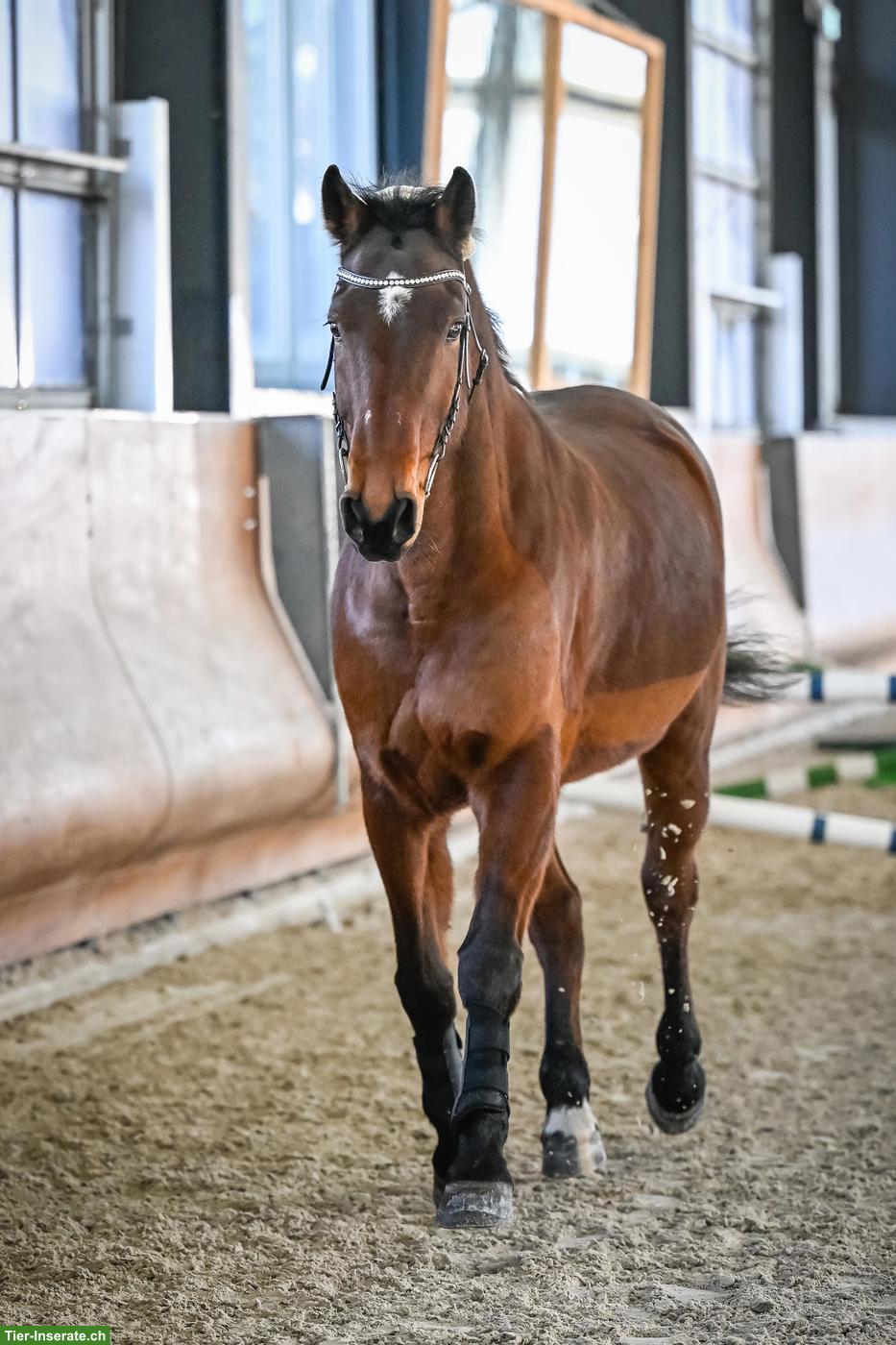 Bild 3: Österreichisches Warmblut Wallach, braver Allrounder