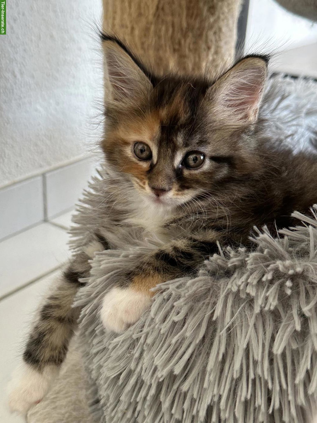 Maine Coon Kitten, reinrassig, ohne Stammbaum