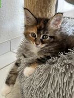 Maine Coon Kitten, reinrassig, ohne Stammbaum