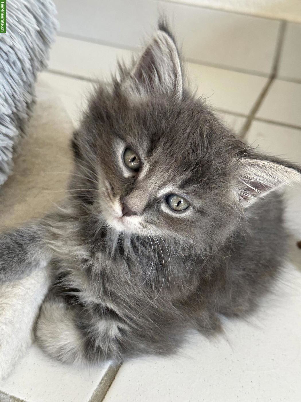 Bild 2: Maine Coon Kitten, reinrassig, ohne Stammbaum