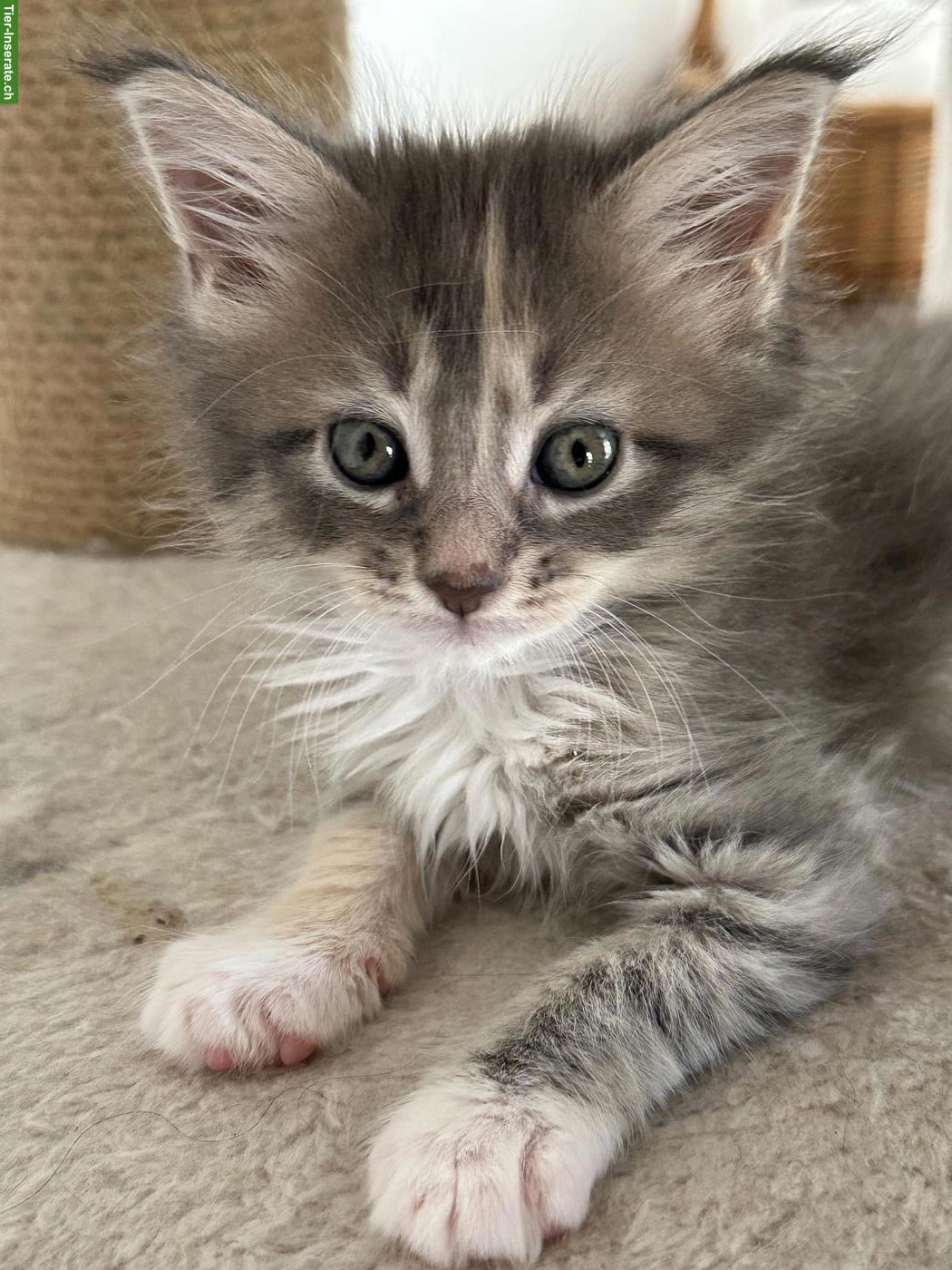 Bild 3: Maine Coon Kitten, reinrassig, ohne Stammbaum