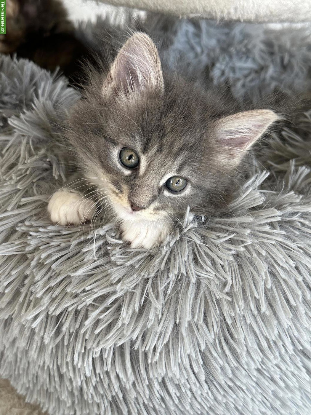 Bild 4: Maine Coon Kitten, reinrassig, ohne Stammbaum