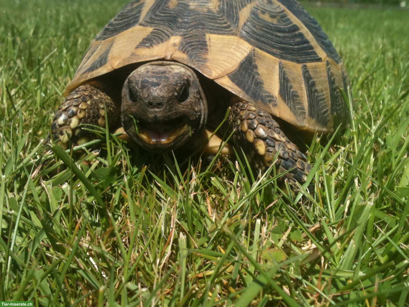 Landschildkröten in liebevolles Zuhause abzugeben