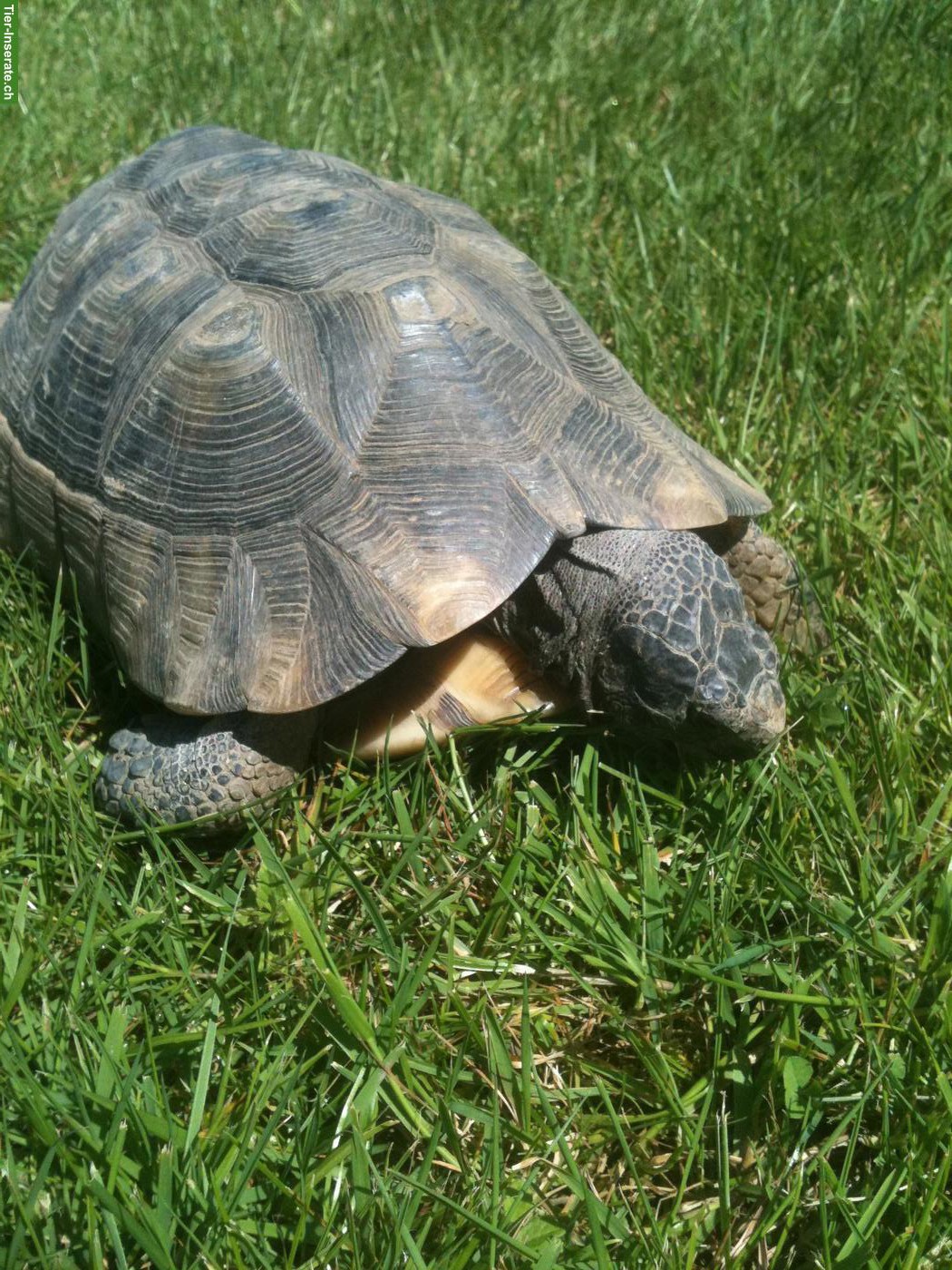 Bild 2: Landschildkröten in liebevolles Zuhause abzugeben