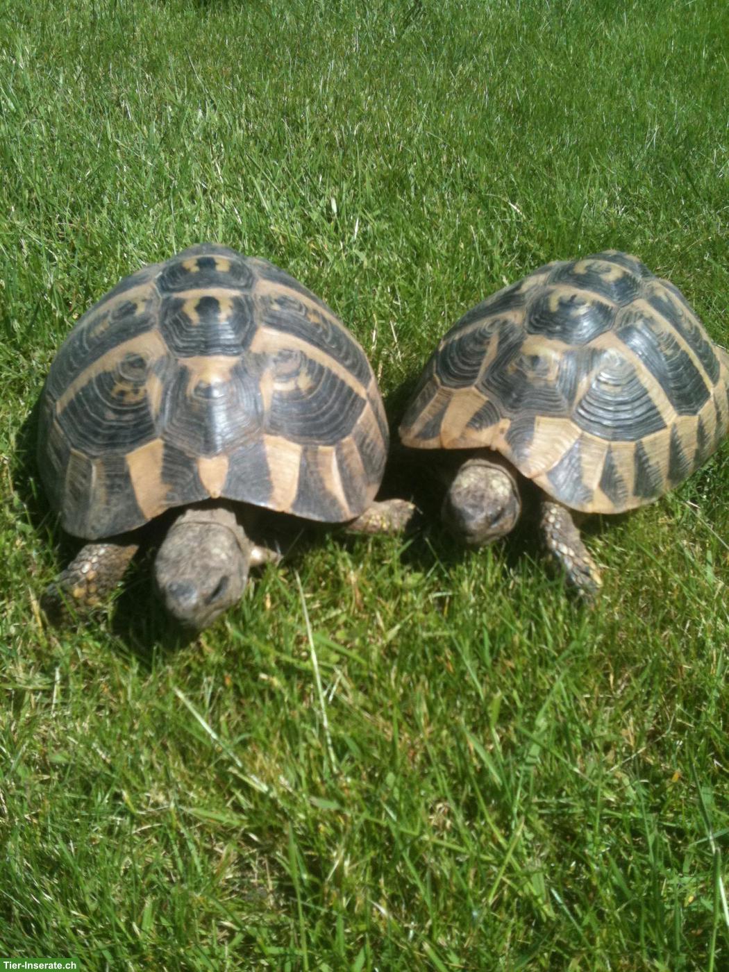 Bild 3: Landschildkröten in liebevolles Zuhause abzugeben