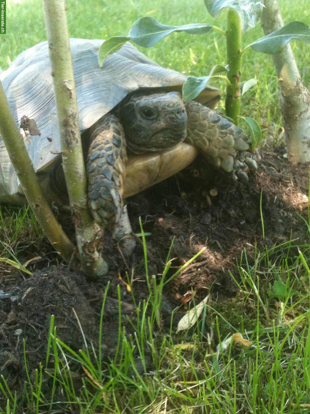 Bild 4: Landschildkröten in liebevolles Zuhause abzugeben