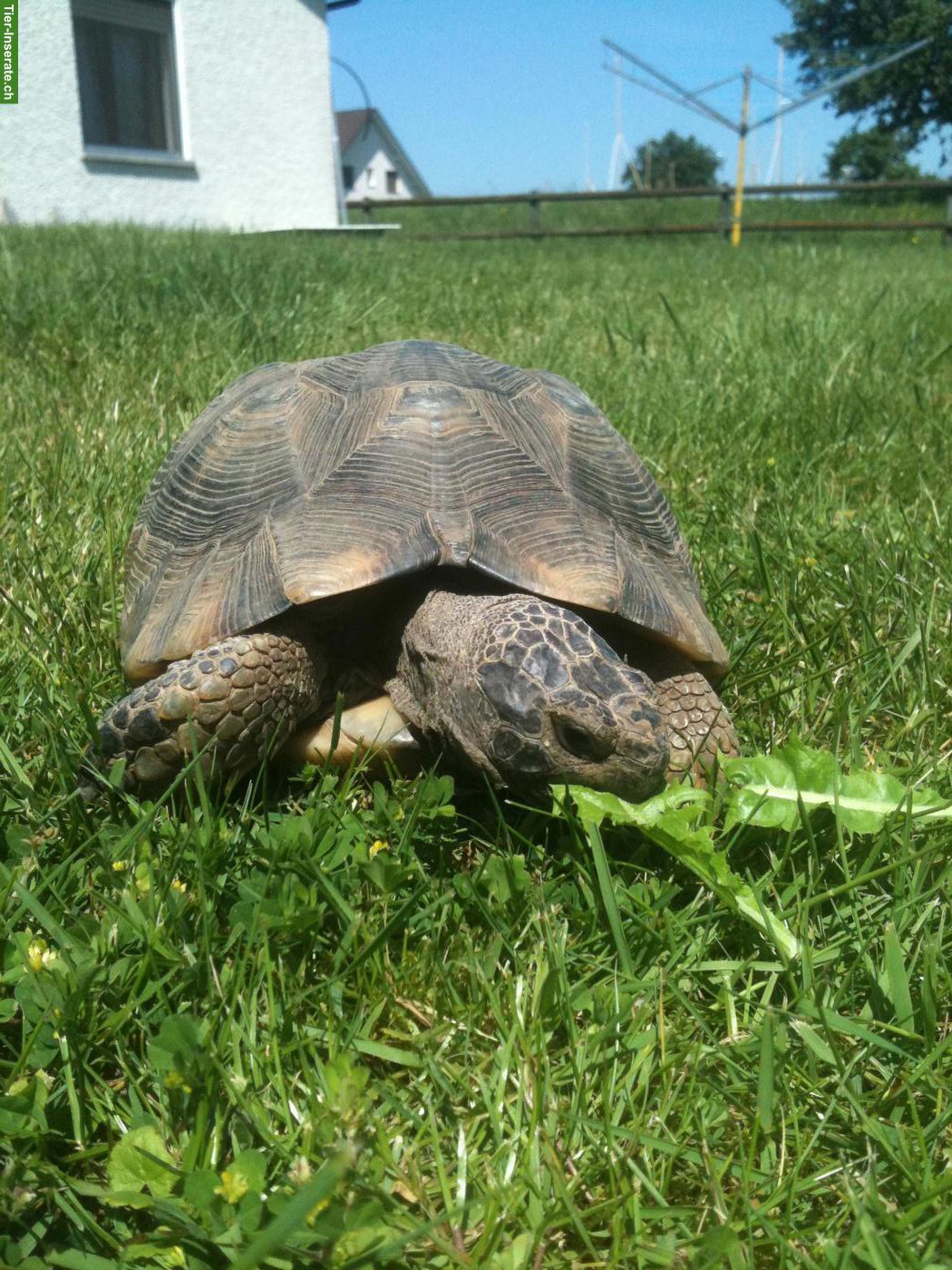 Bild 5: Landschildkröten in liebevolles Zuhause abzugeben