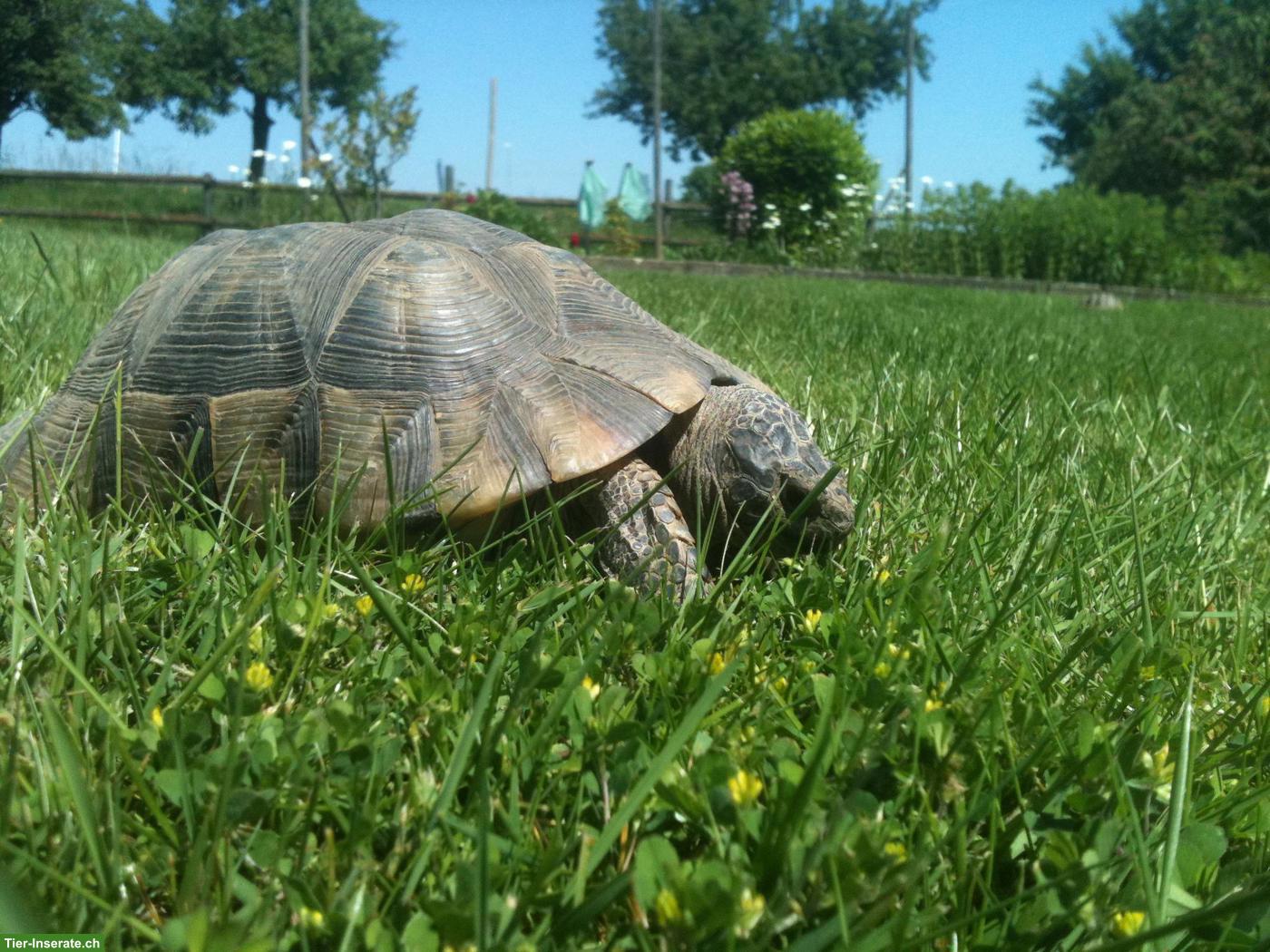 Bild 6: Landschildkröten in liebevolles Zuhause abzugeben