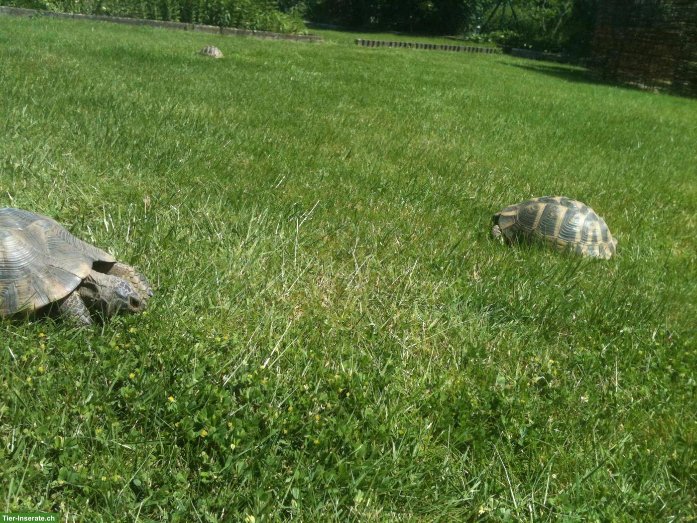 Bild 7: Landschildkröten in liebevolles Zuhause abzugeben