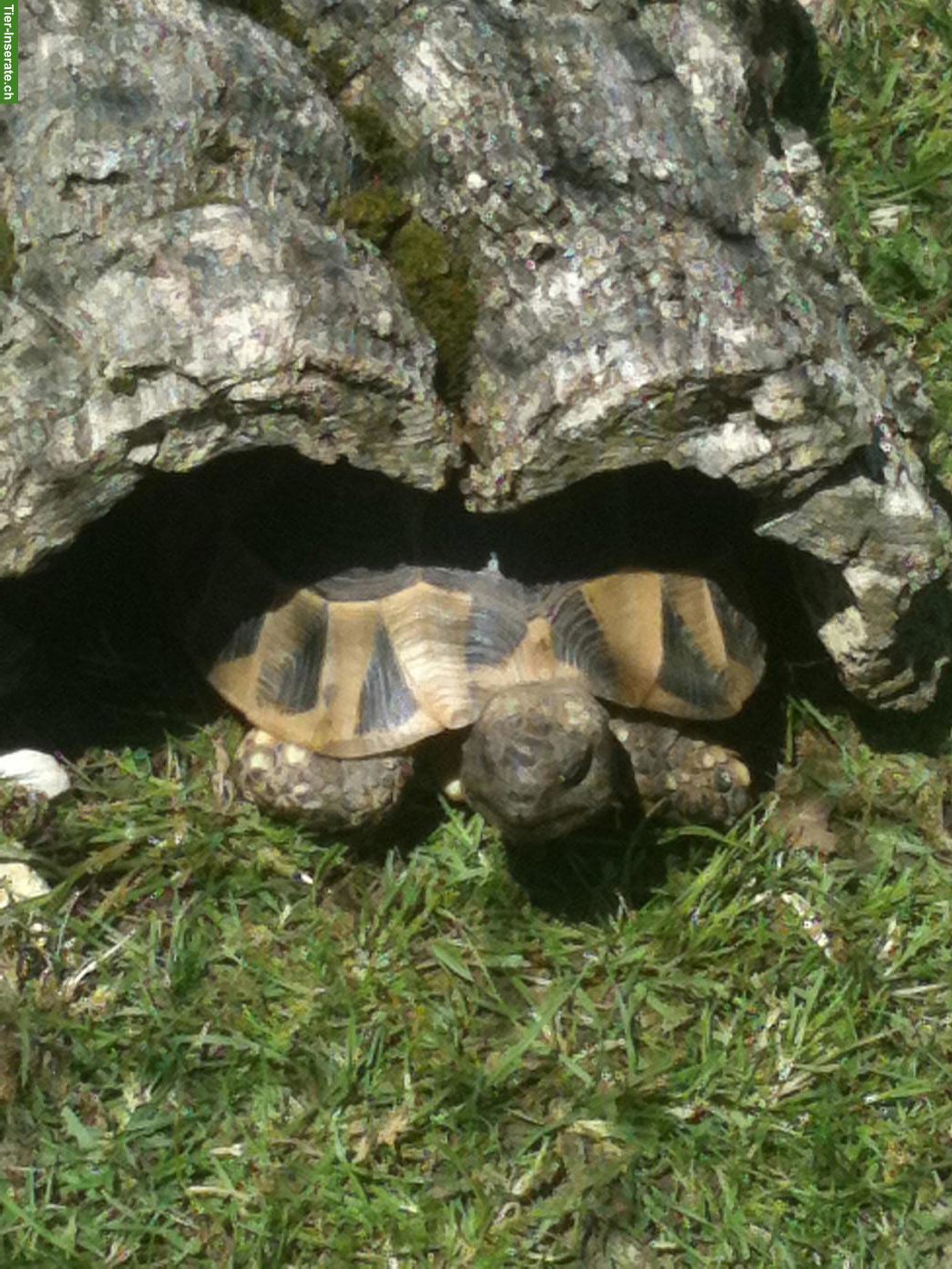 Bild 8: Landschildkröten in liebevolles Zuhause abzugeben