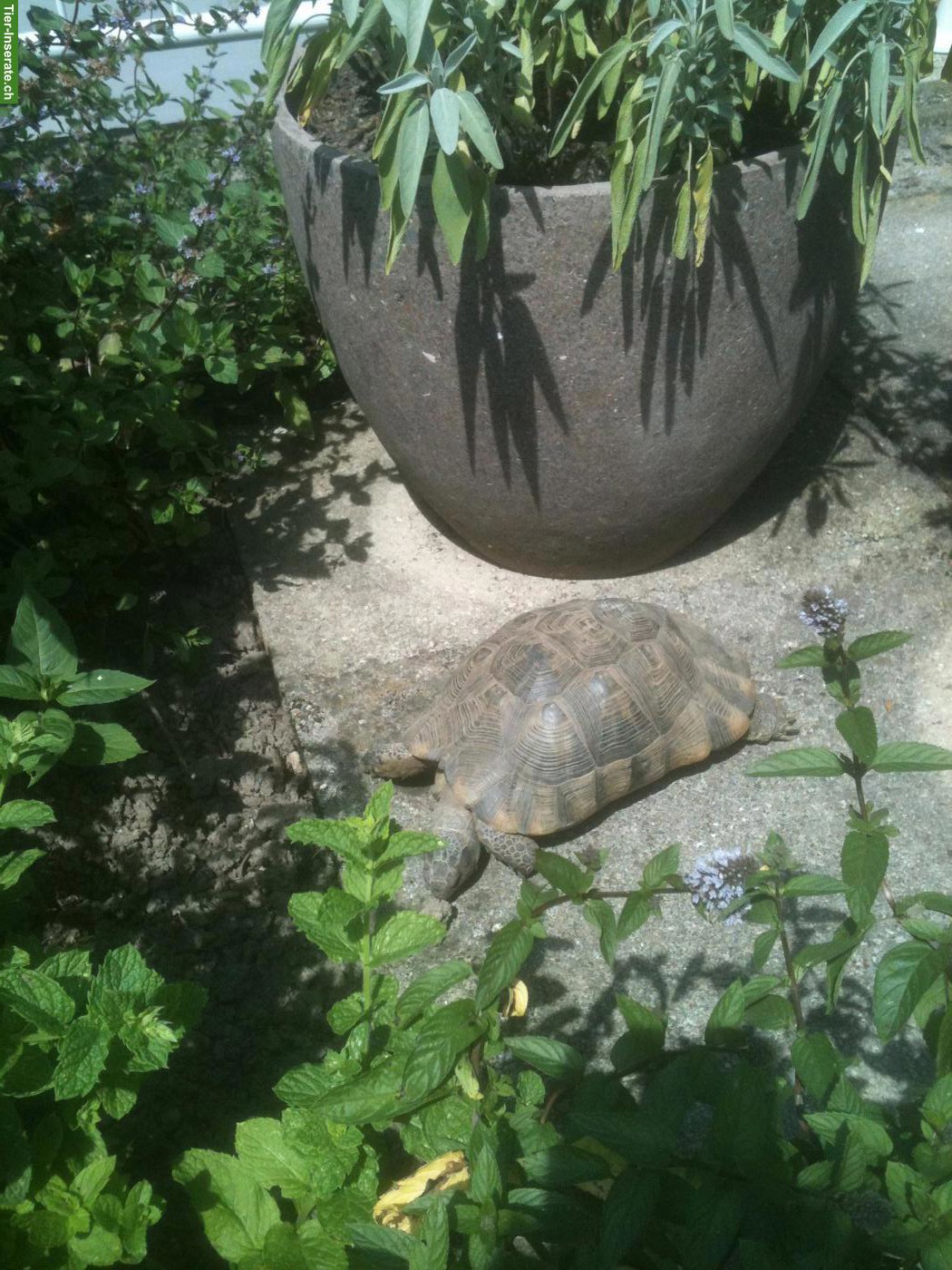 Bild 9: Landschildkröten in liebevolles Zuhause abzugeben