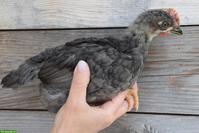 Silverudds Blå Hähne, schwarz, splash, blau