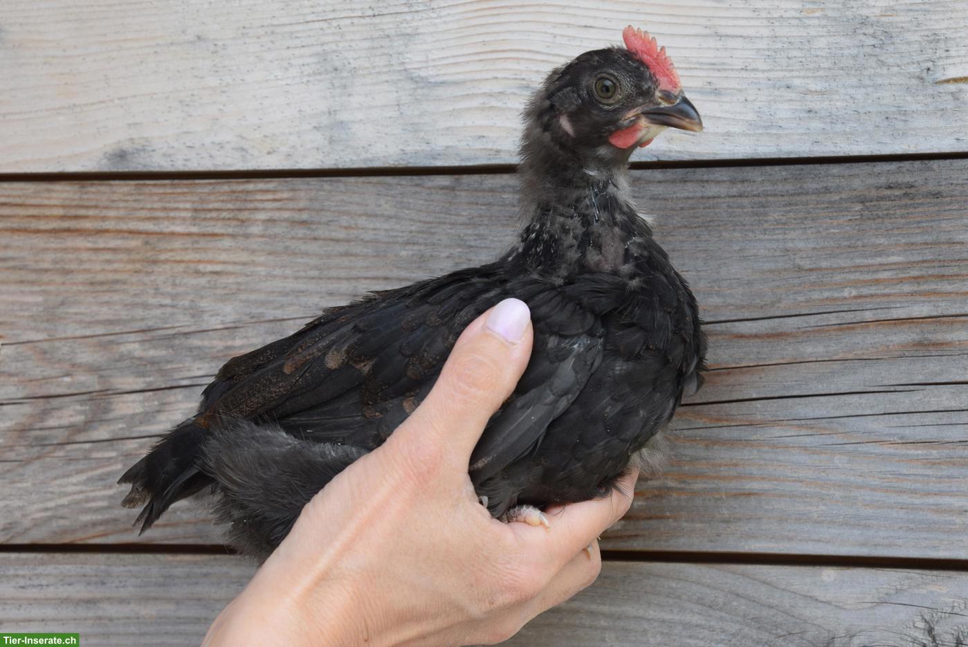 Bild 2: Silverudds Blå Hähne, schwarz, splash, blau