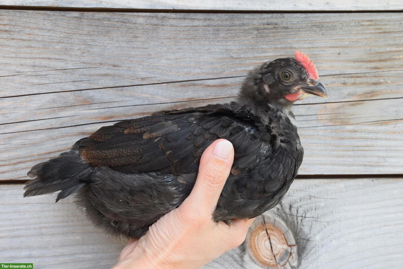 Bild 3: Silverudds Blå Hähne, schwarz, splash, blau