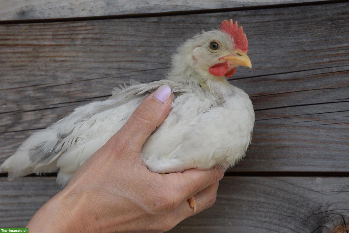 Bild 4: Silverudds Blå Hähne, schwarz, splash, blau