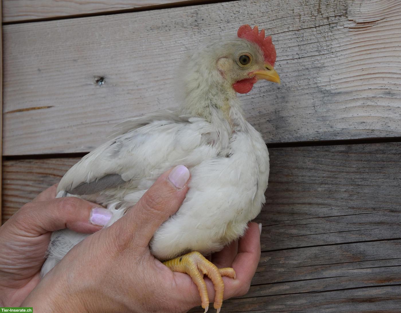 Bild 5: Silverudds Blå Hähne, schwarz, splash, blau