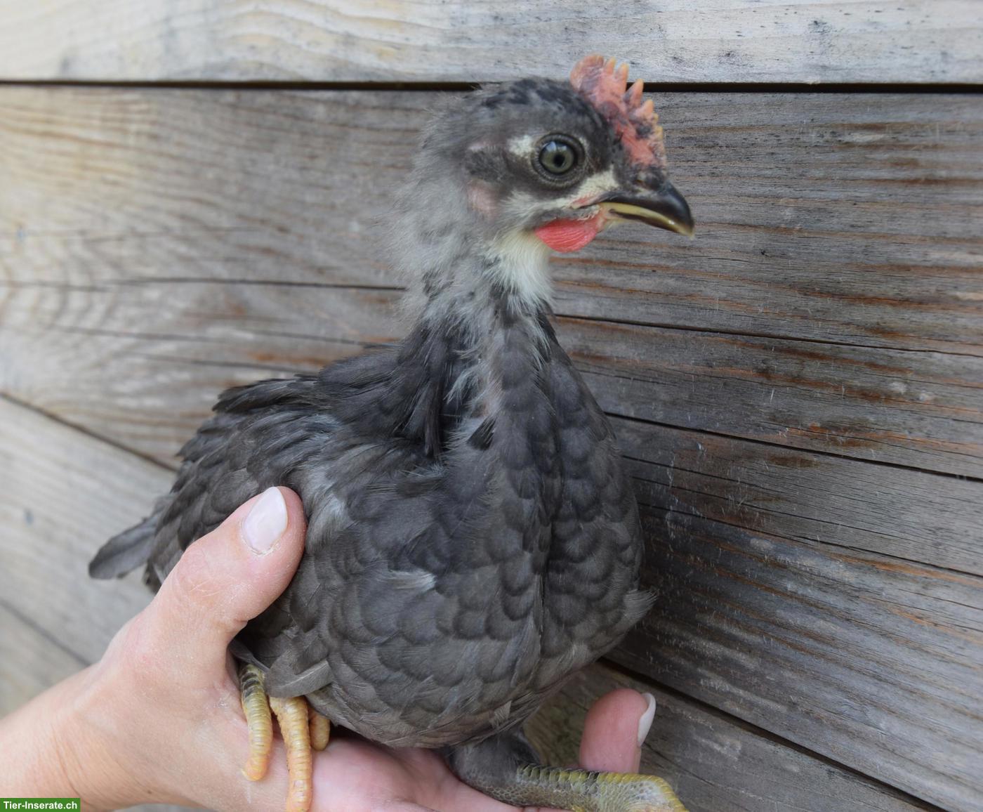 Bild 6: Silverudds Blå Hähne, schwarz, splash, blau