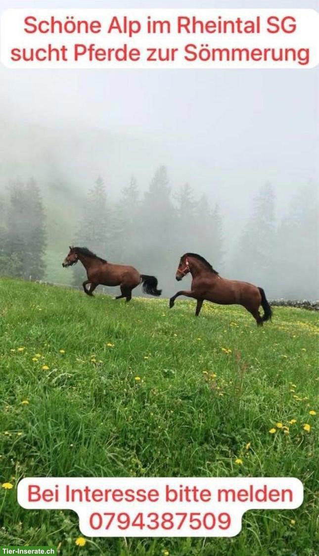 Bieten Sömmerungsplätze für Pferde auf schöner Rheintaler Alp SG