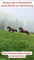 Bieten Sömmerungsplätze für Pferde auf schöner Rheintaler Alp SG