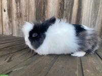 Löwenköpfchen Männchen, nicht kastriert zu verkaufen