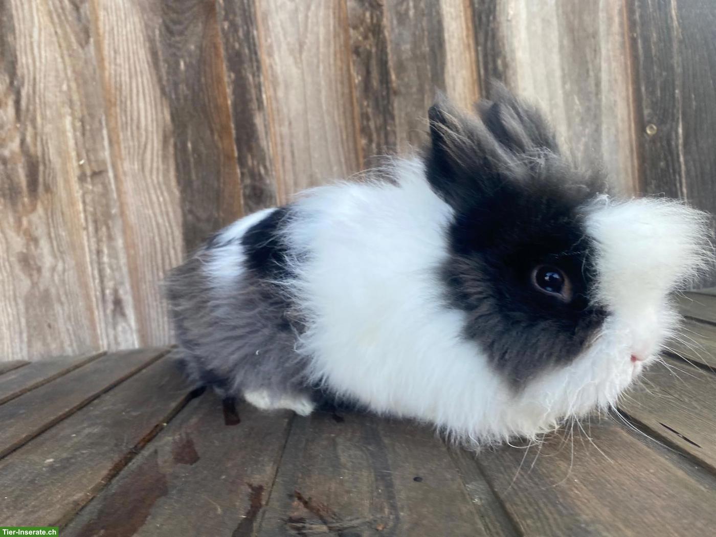 Bild 2: Löwenköpfchen Männchen, nicht kastriert zu verkaufen