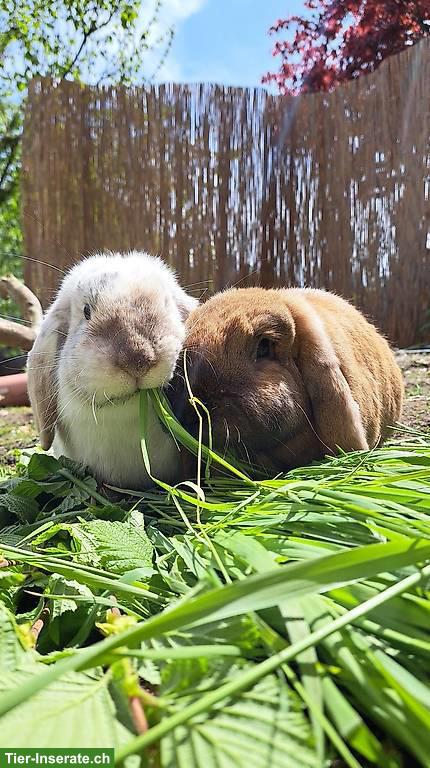 Löwenkopf/Zwergwidder Pärchen suchen liebevolles Zuhause