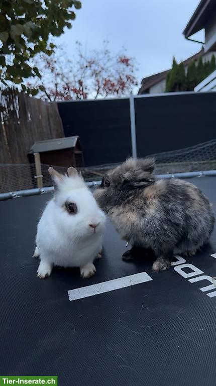 Bild 2: Löwenkopf/Zwergwidder Pärchen suchen liebevolles Zuhause