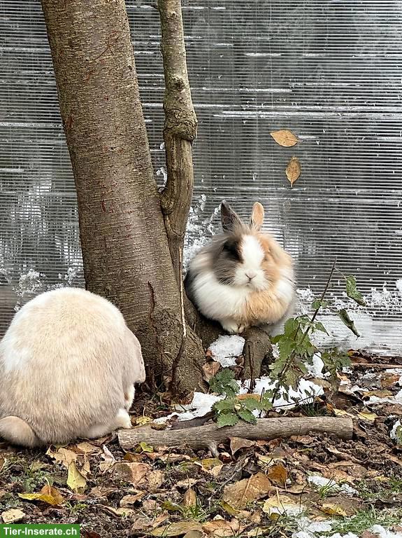 Bild 3: Löwenkopf/Zwergwidder Pärchen suchen liebevolles Zuhause
